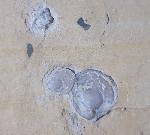 Terebratula sp. MUELLER 1776 - Bild &copy; FossNet FossilienStore